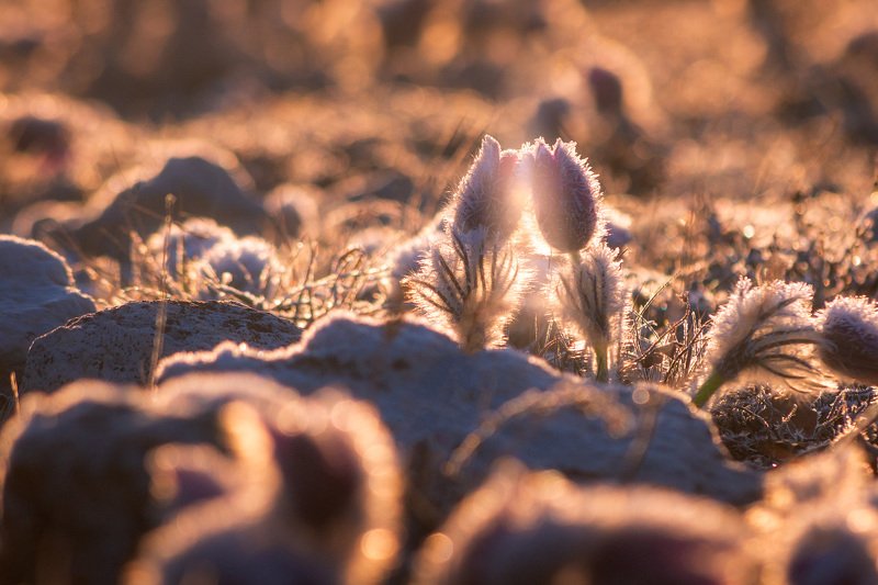 крым, сон-трава, прострел, весенний крым, весна в крыму, цветы, первоцветы, туризм, россия, путешествия, фототур в крым, фототуры, туру в крым Романтика весны фото превью