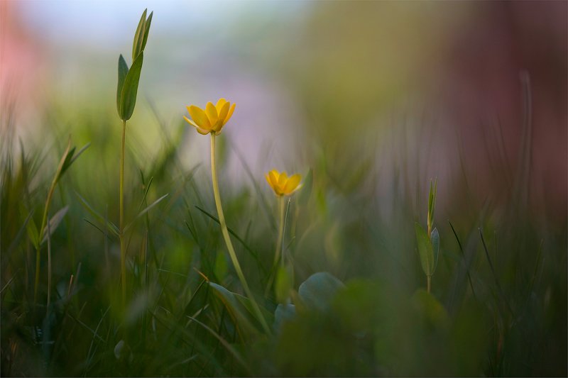 Лесная сказка... фото превью