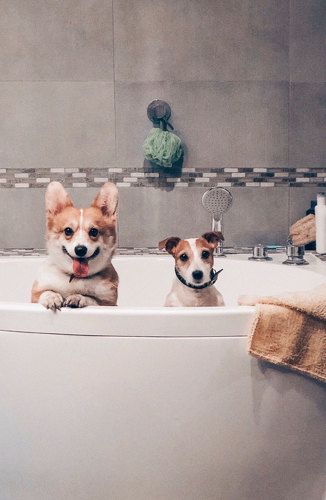 Банный день