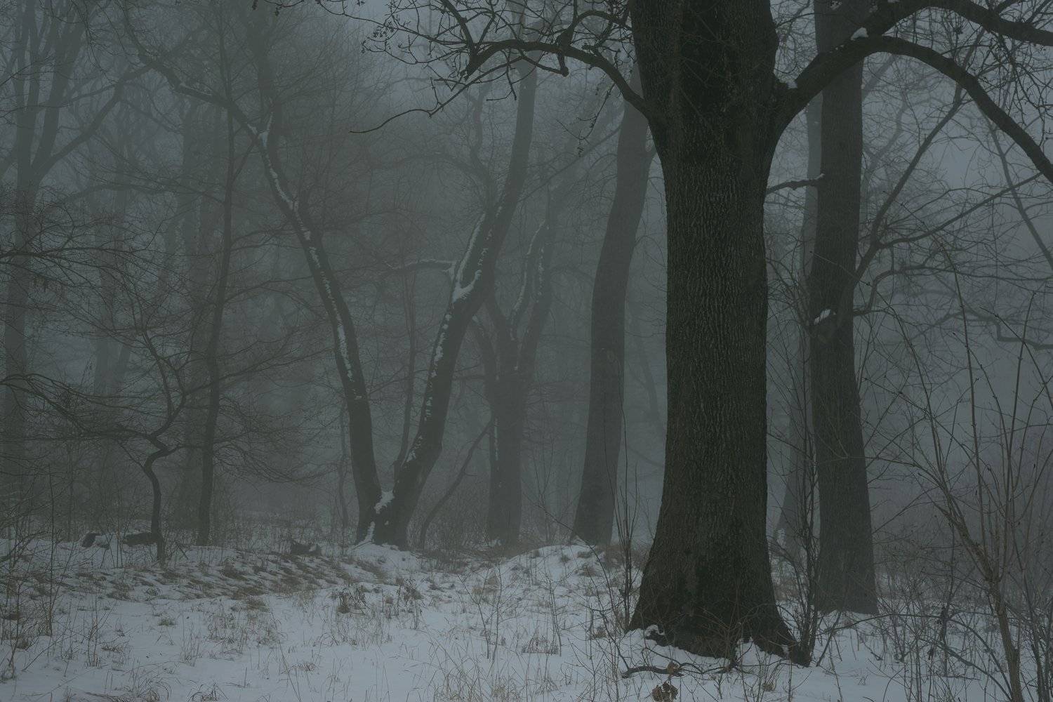 зима утро туман дуб, Александр Жарников