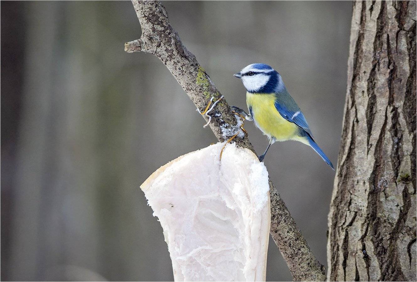 синица, КарОл