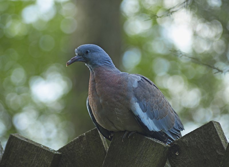 Прямая и явная угроза:) фото превью