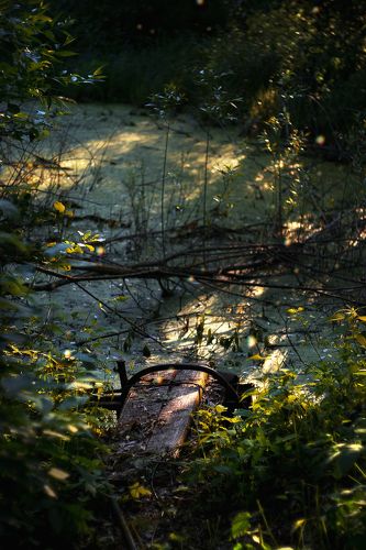 Swamp behind the house