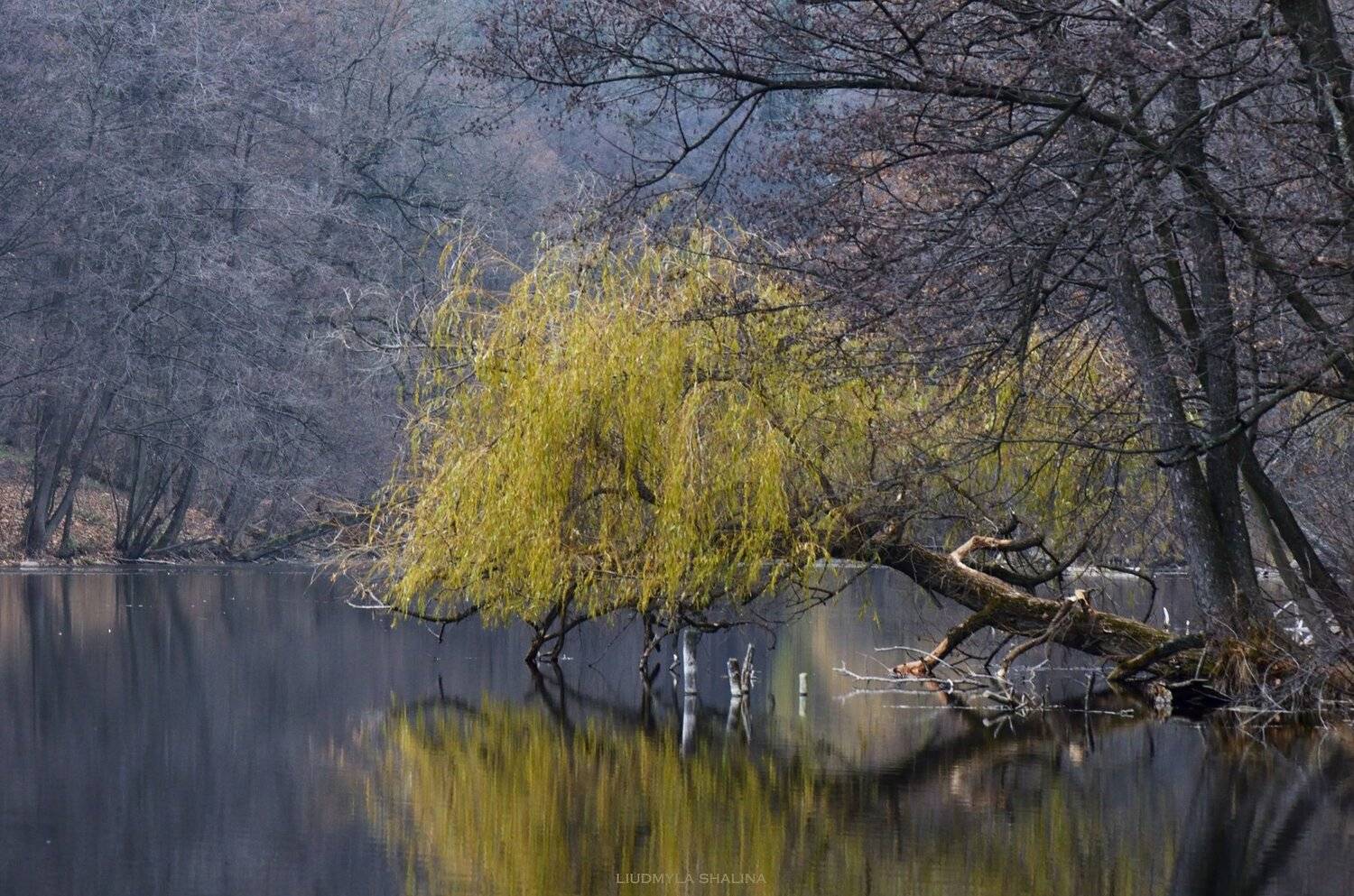 осень , пейзаж , озеро, Людмила Шалина
