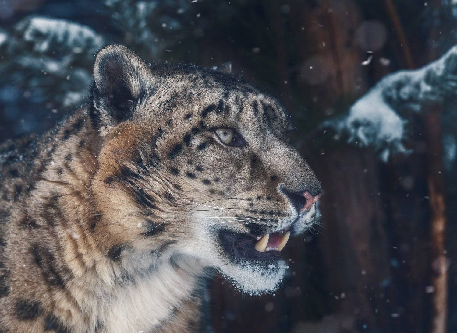 , Олег Богданов