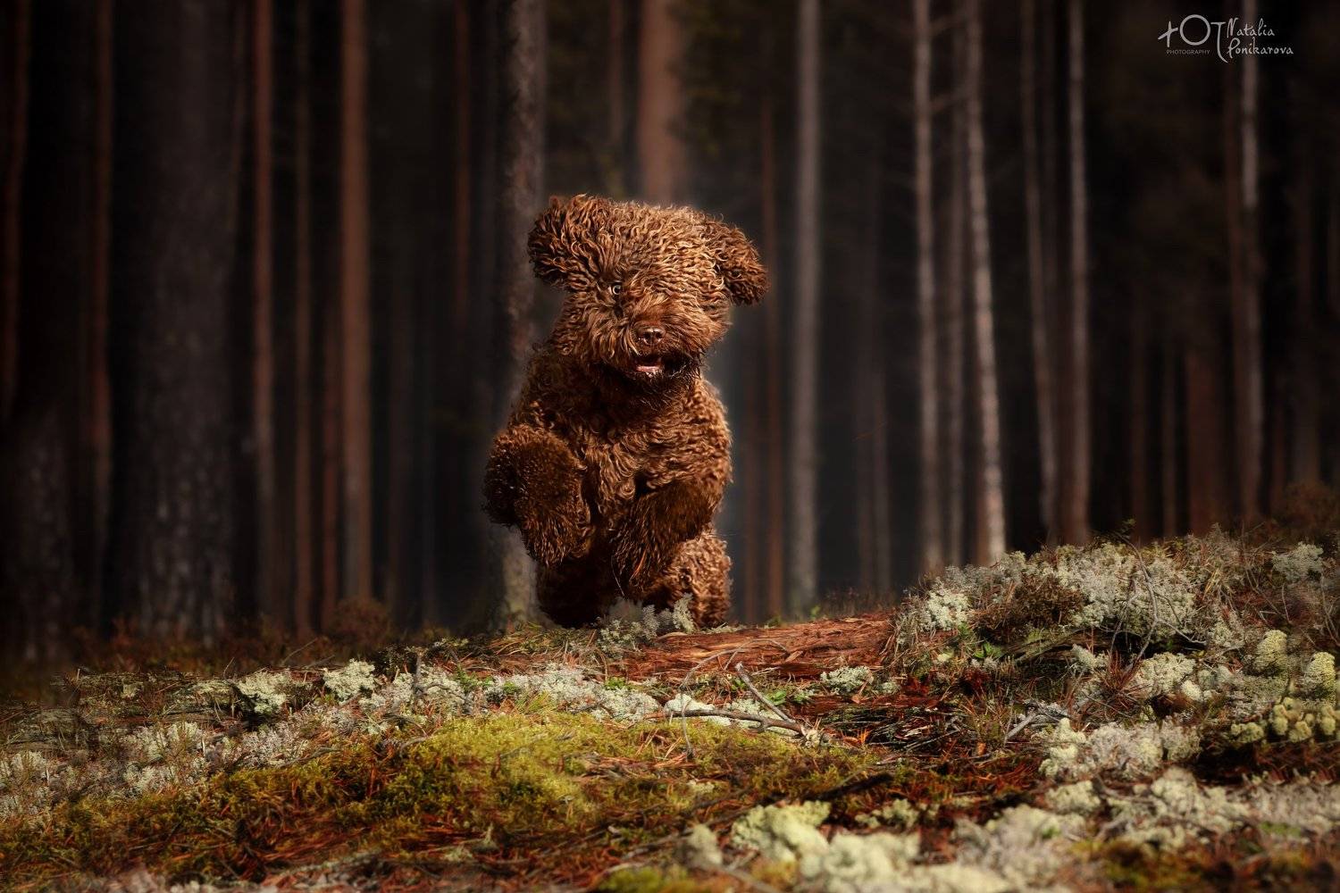 , Наталия Поникарова