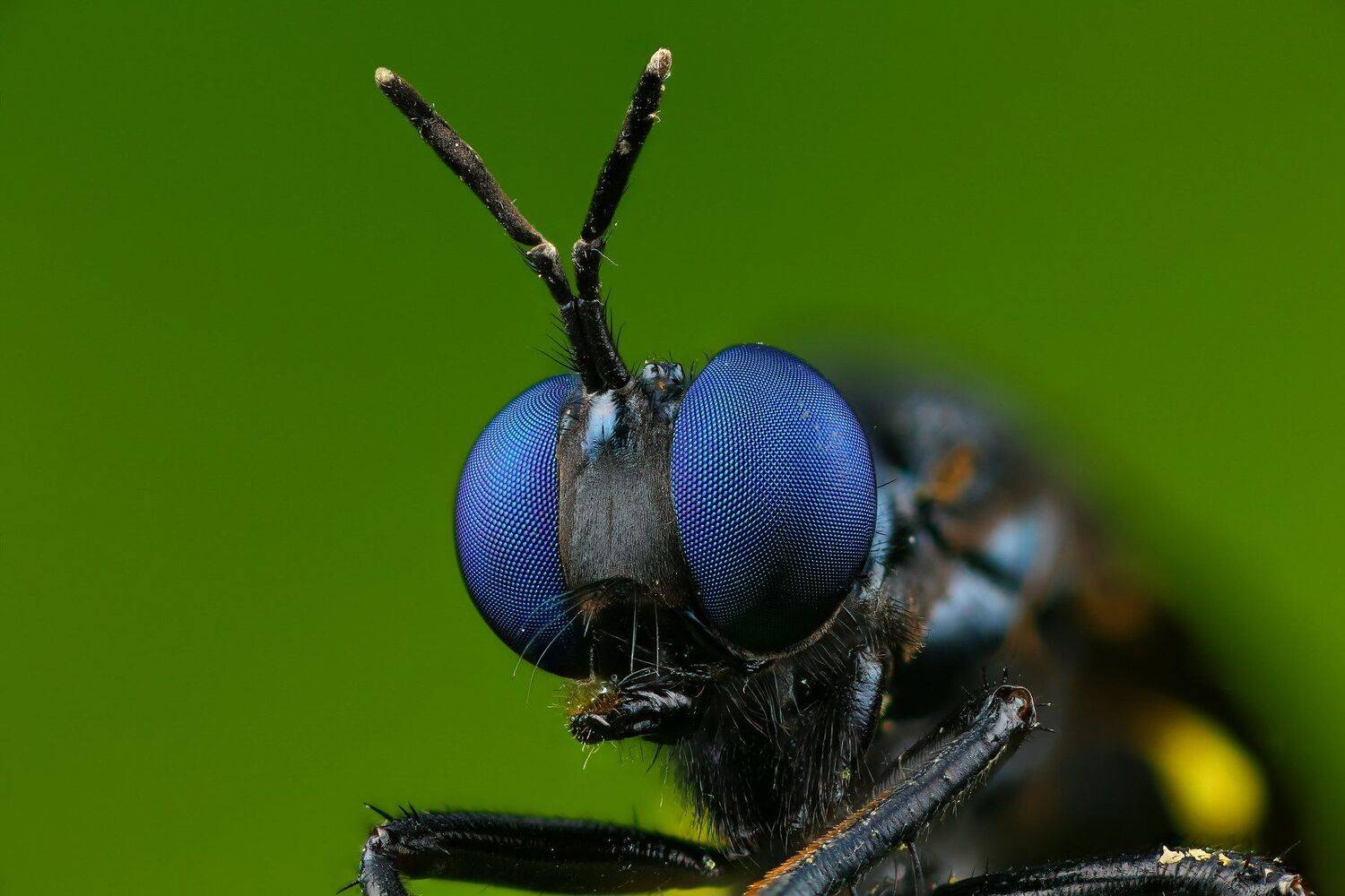 муха,макро,природа,усы,цвет,зеленый,портрет,глаза,насекомое, Андрей Шаповалов