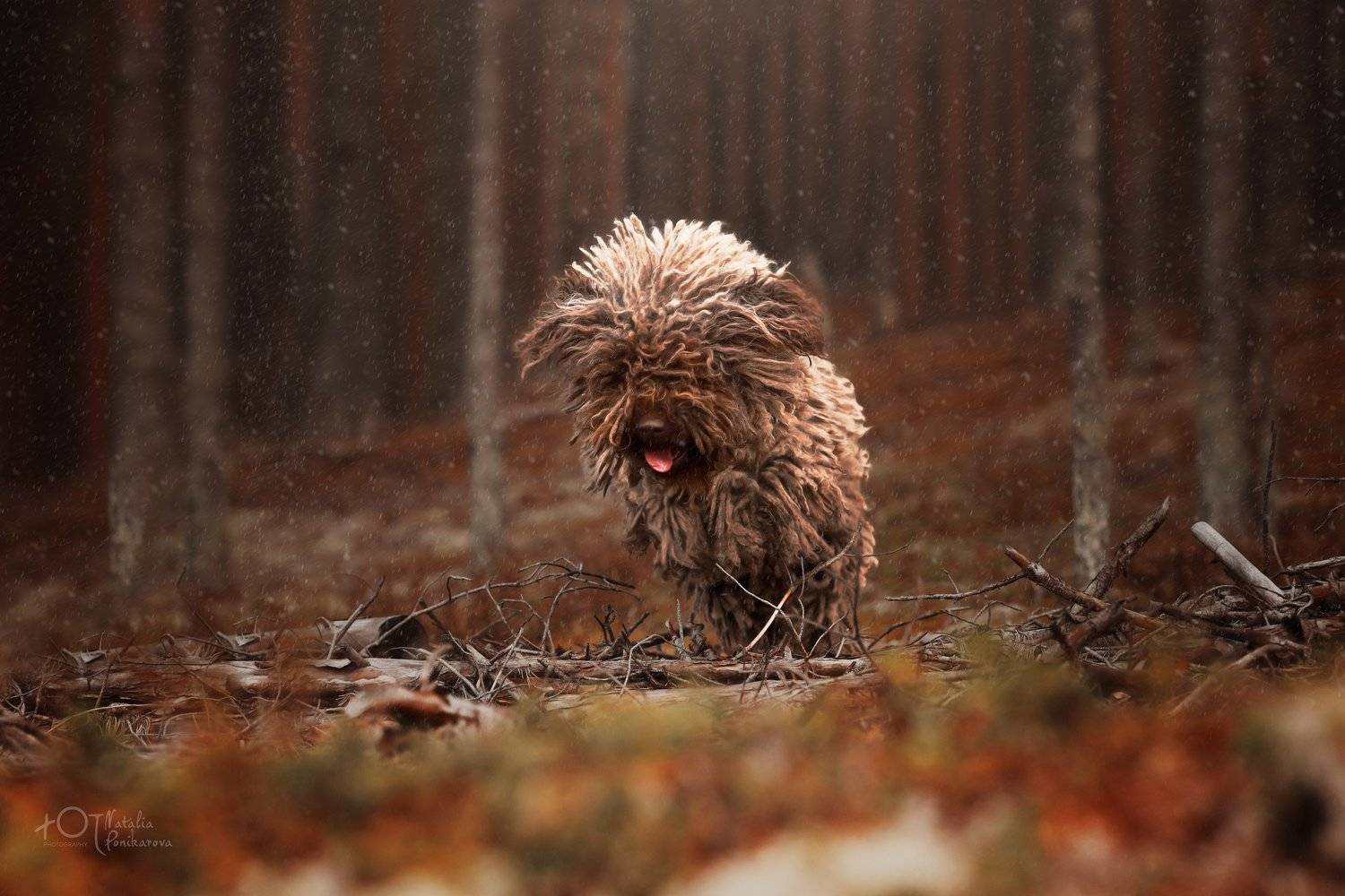 , Наталия Поникарова