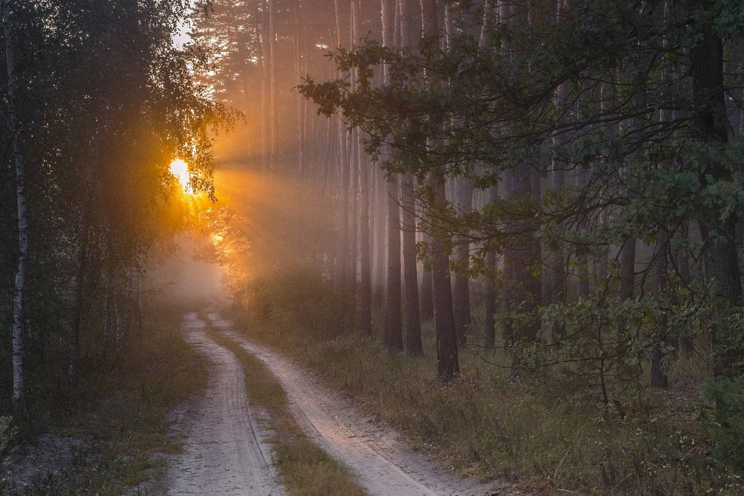 солнце,лес,пейзаж,рассвет,свет,природа,фотограф,фотография,украина,гадяч,сергей корнев,искусство,ракурс,композиция,свет,цвет,утро, Сергей Корнев