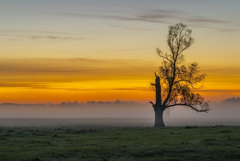 дерево,солнце,лес,пейзаж,рассвет,свет,природа,фотограф,фотография,украина,гадяч,сергей корнев,искусство,ракурс,композиция,свет,цвет,утро Одинокое дерево на рассвете фото превью