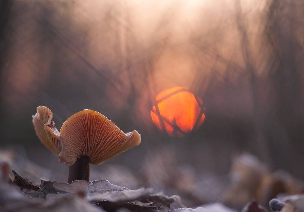 , Викулов Николай