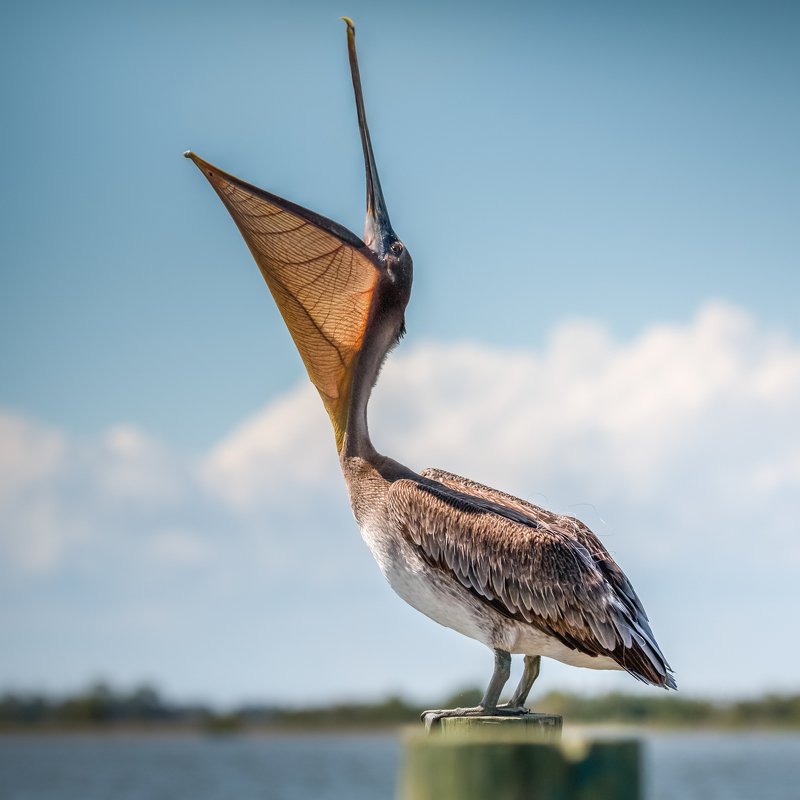 Brown Pelican фото превью