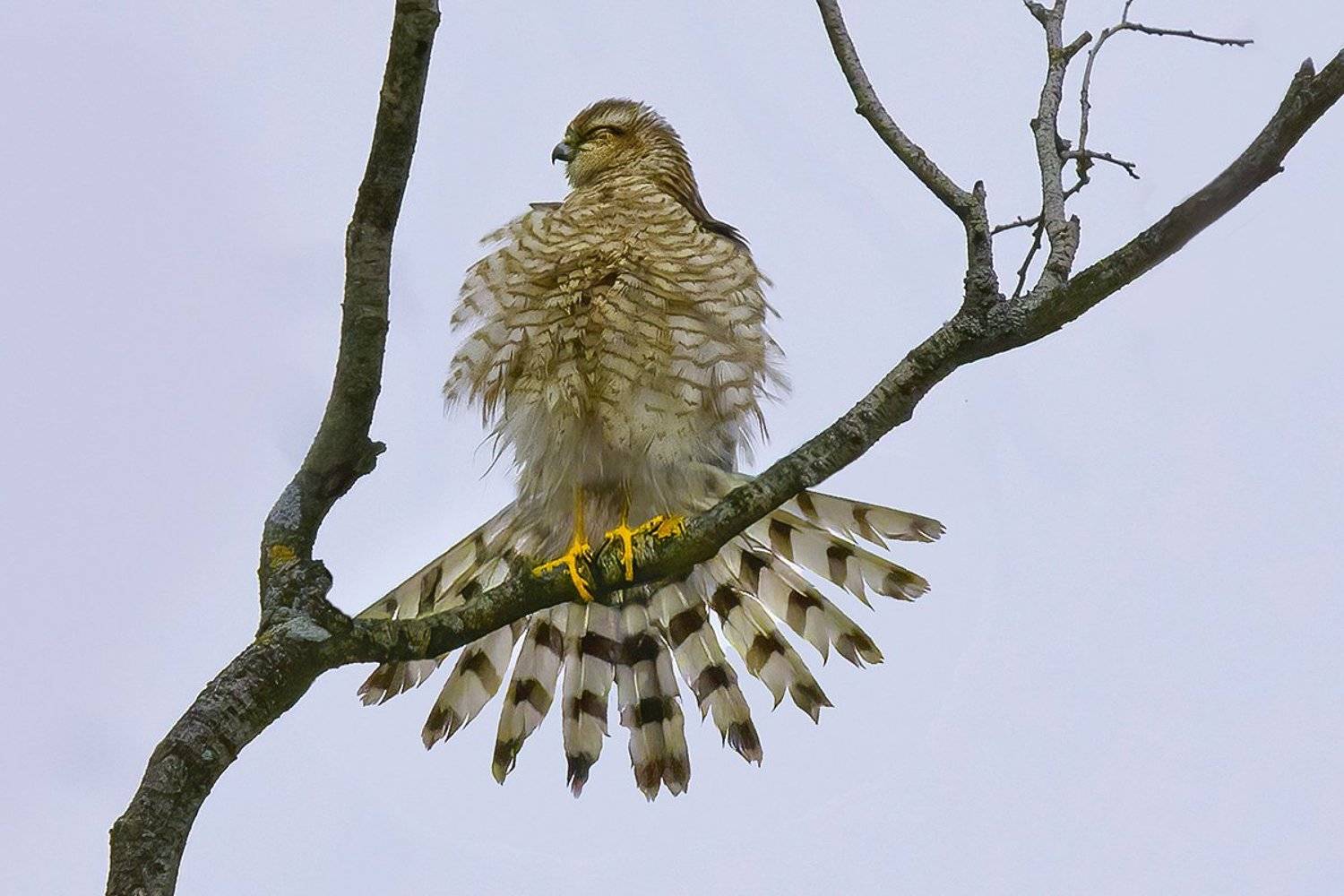 птица, ястреб, перья, Наталия Сытина