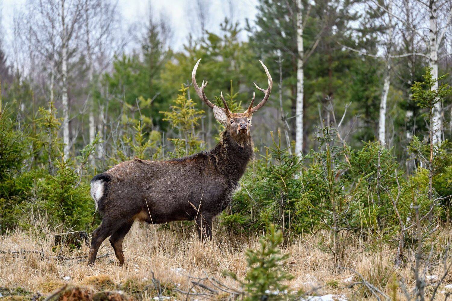 , Виталий Полуэктов