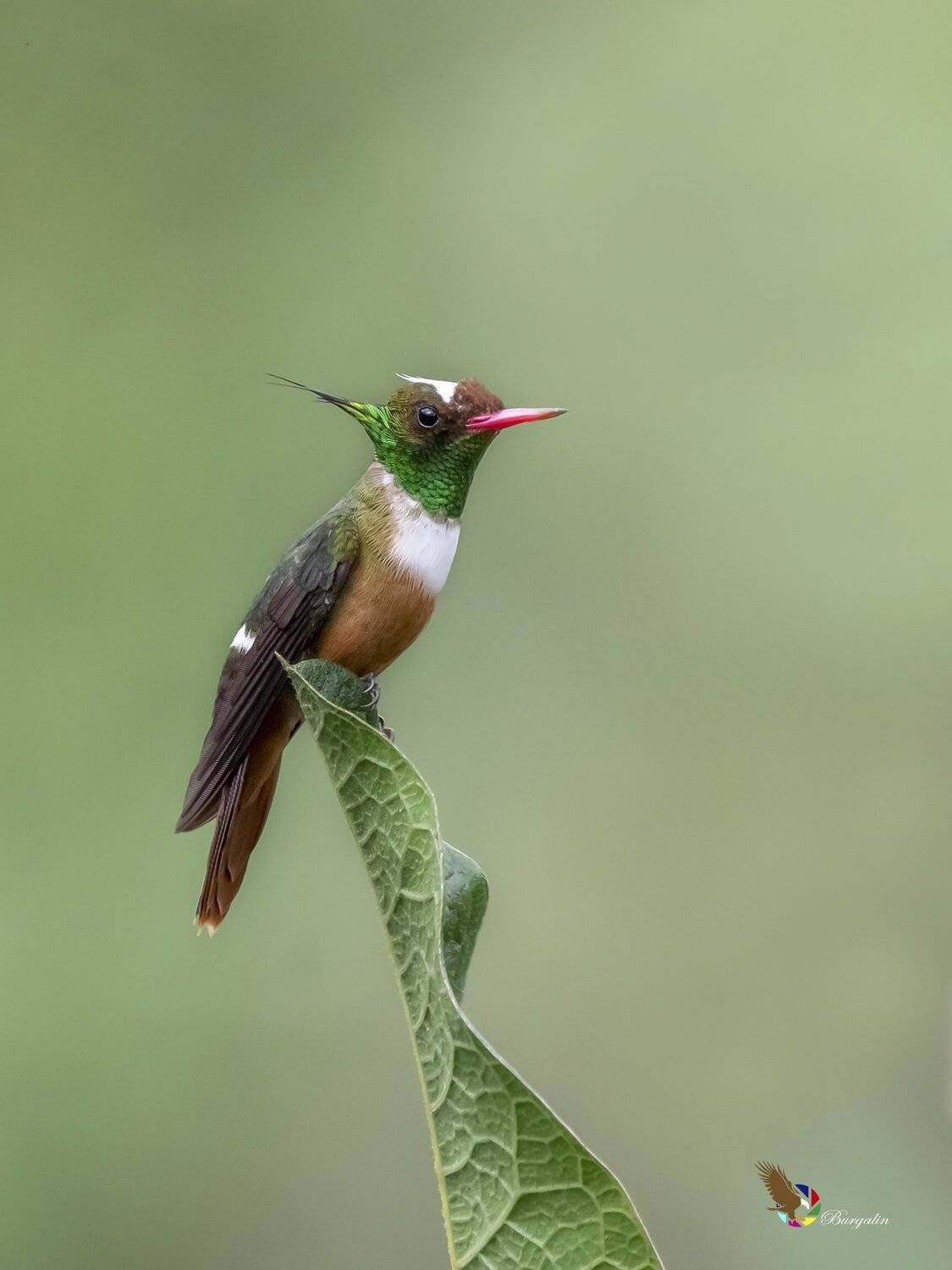 , Fernando Burgalin Sequeira