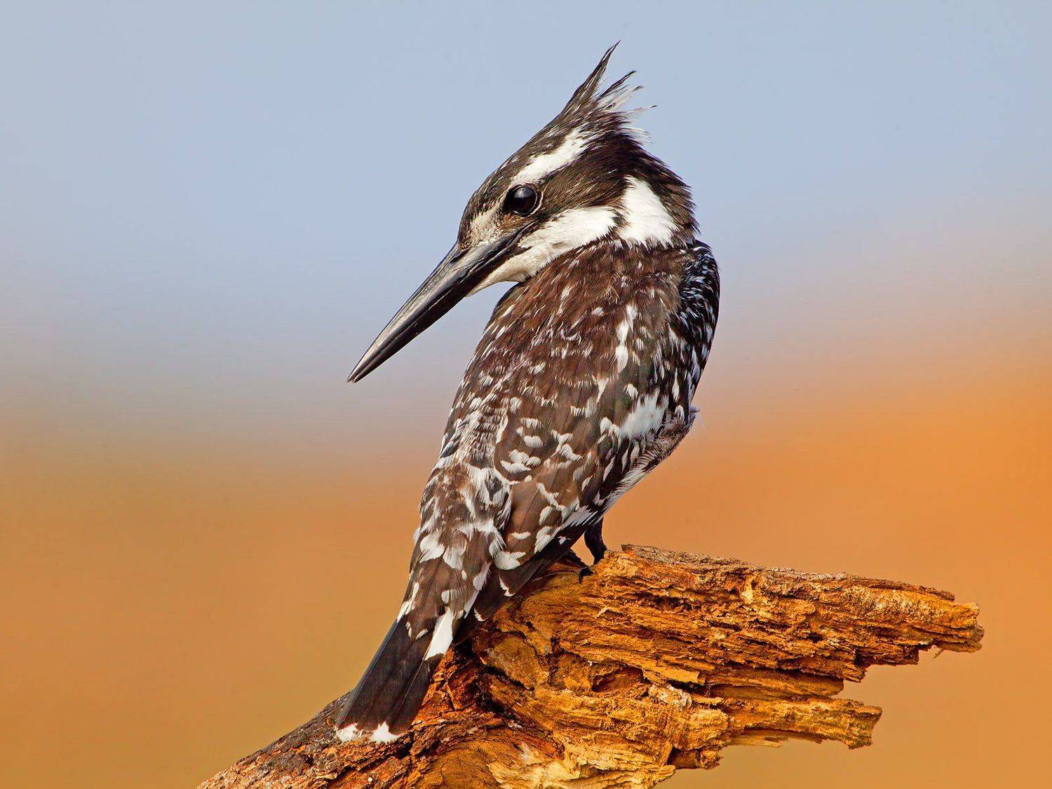 малый пегий зимородок, pied kingfisher, kingfisher, зимородок, Elizabeth Etkind