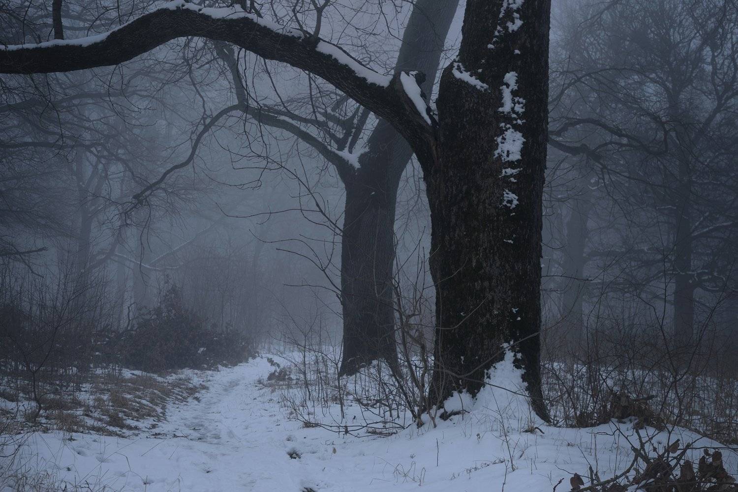 зима утро туман лес, Александр Жарников