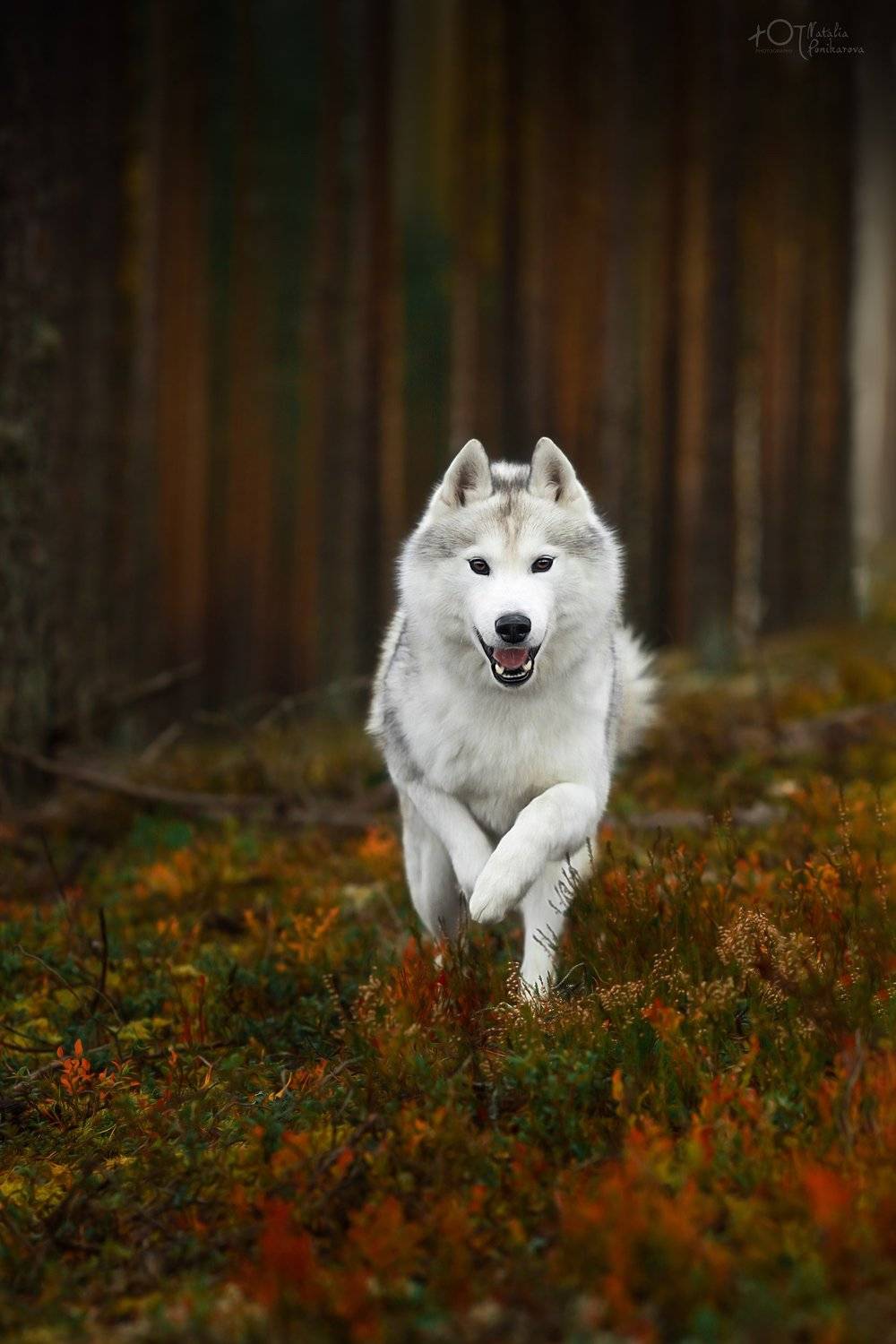 , Наталия Поникарова