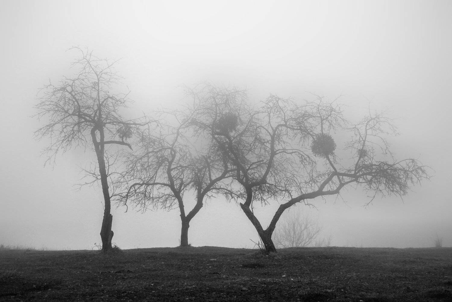 деревья,яблони,сад,туман,пейзаж,горы,дагестан,, Marat Magov