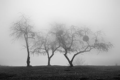Три яблони на ....