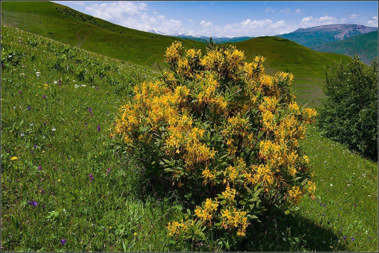 дагестан, АНАТОЛИЙ ДОВЫДЕНКО