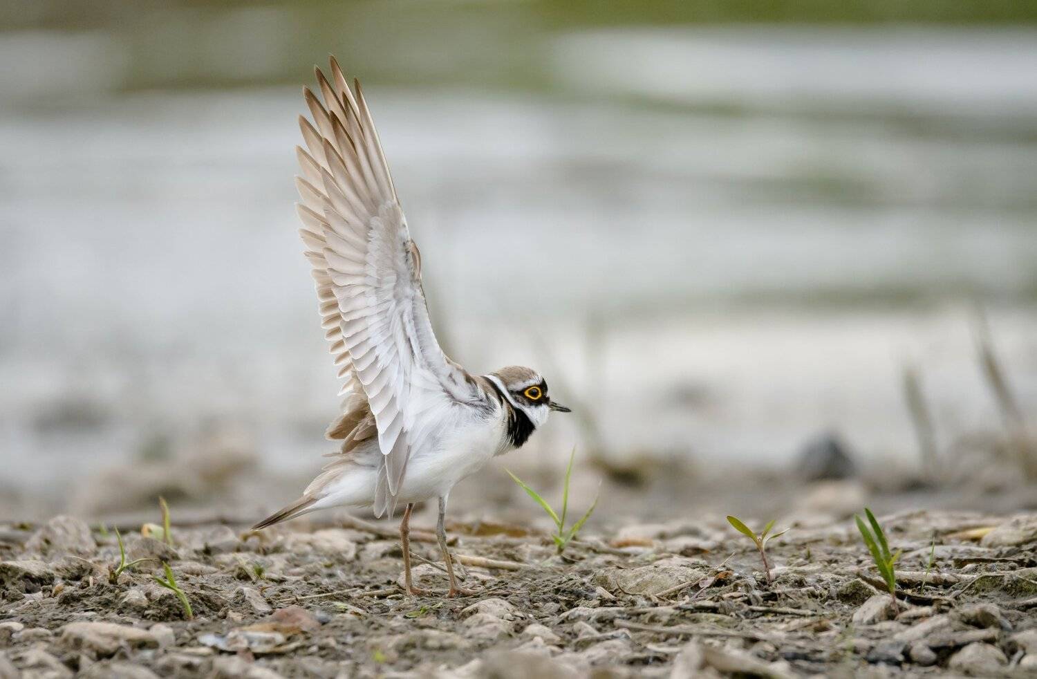 малый зуёк, птица, потягушки, разминка, зарядка, Charadrius dubius, галстучник, крылья птицы, речная мель, Москва река, природа Подмосковья, птицы Одинцовского края, Ксения Соварцева