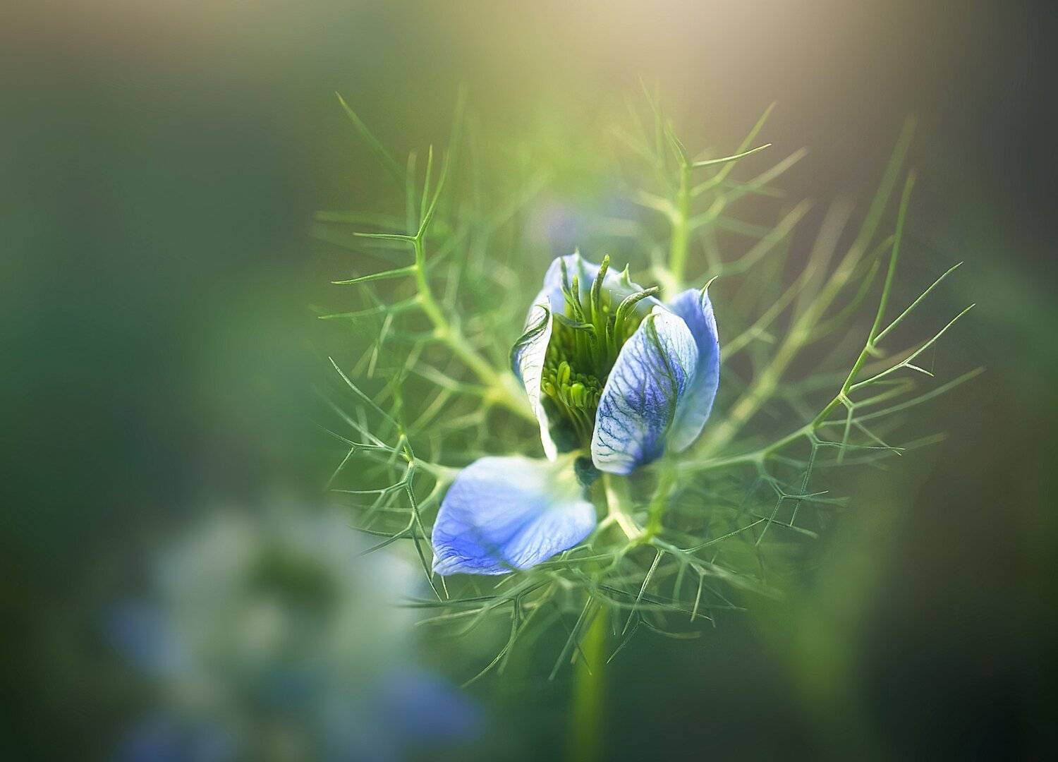 , Инна Сухова