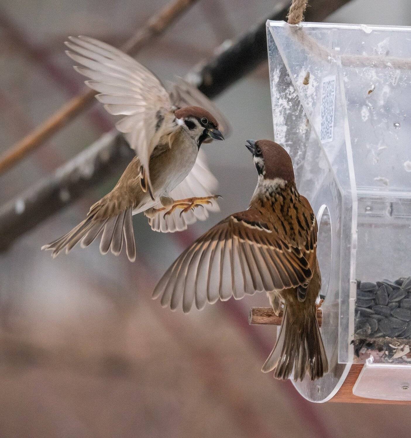 , Константин Дэм