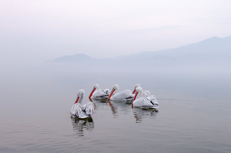 Pelicans-refuge фото превью