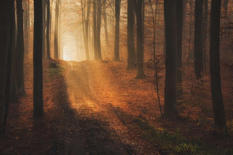 morning light in woodland фото превью