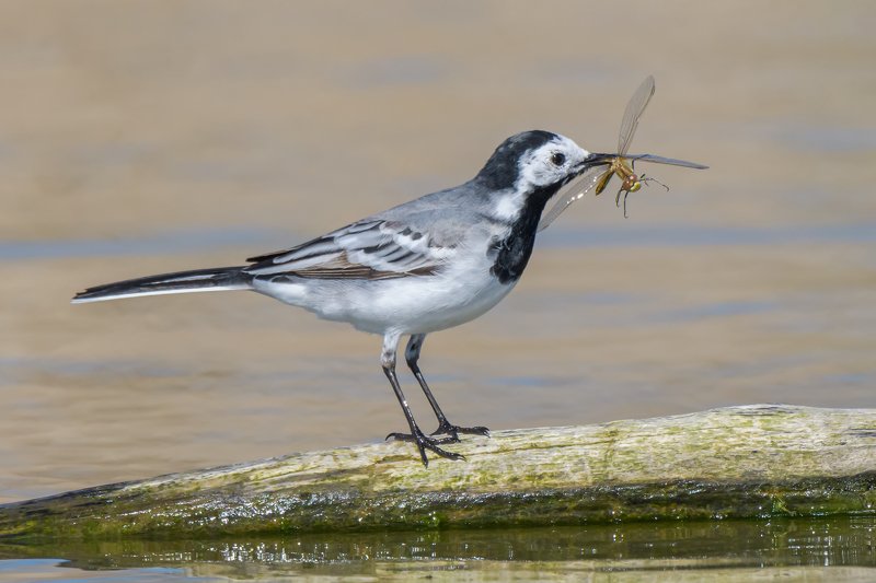 The prey фото превью