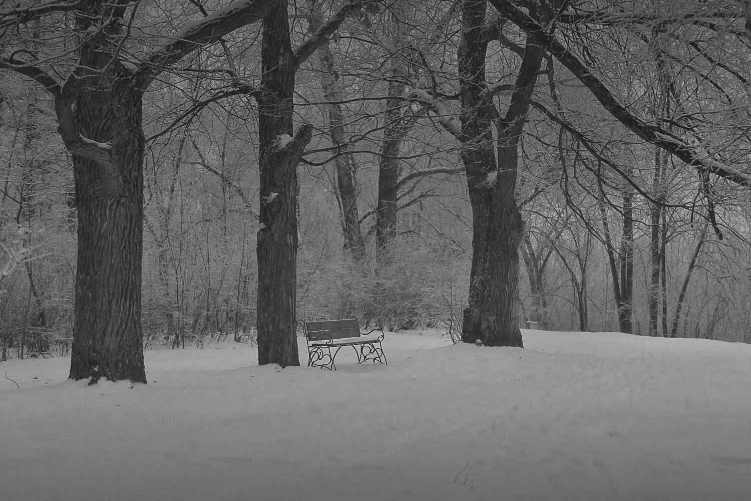 зима, снег, сад, , скамейка, Евгений Зинов