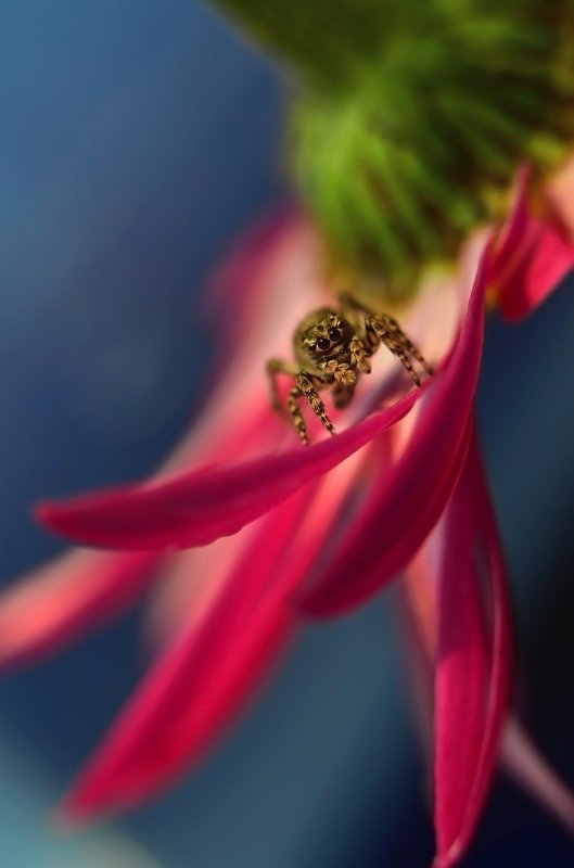 макро, скакун, макро мир, макро история, цветок, цветы, россия, природа, насекомые, пауки, милота, Наблюдатель фото превью