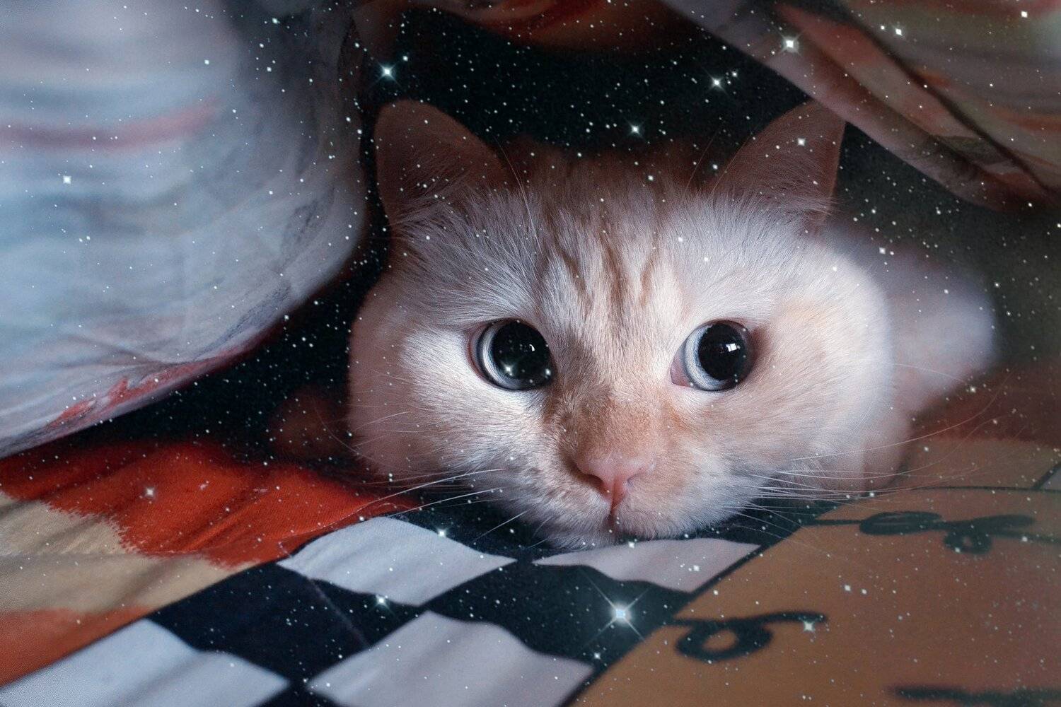 cat,british,cute,white , кот, британец, животные, минск, беларусь, Полина Хрол