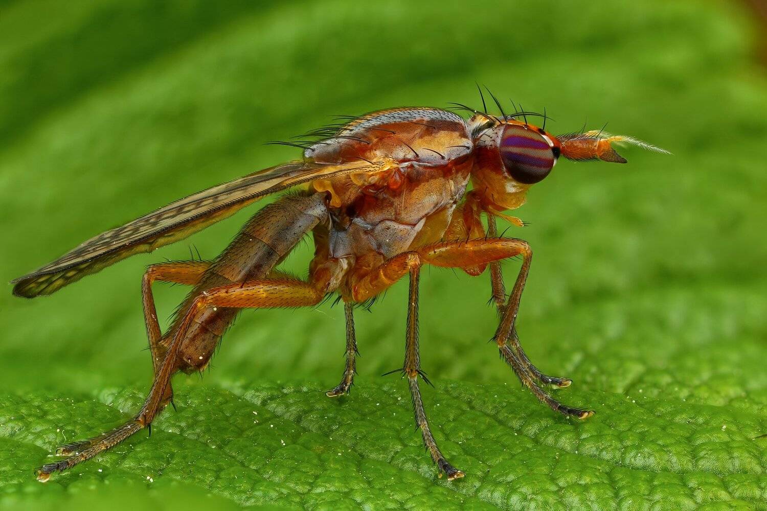 муха,макро,природа,лист,цвет,зеленый,растение, Андрей Шаповалов