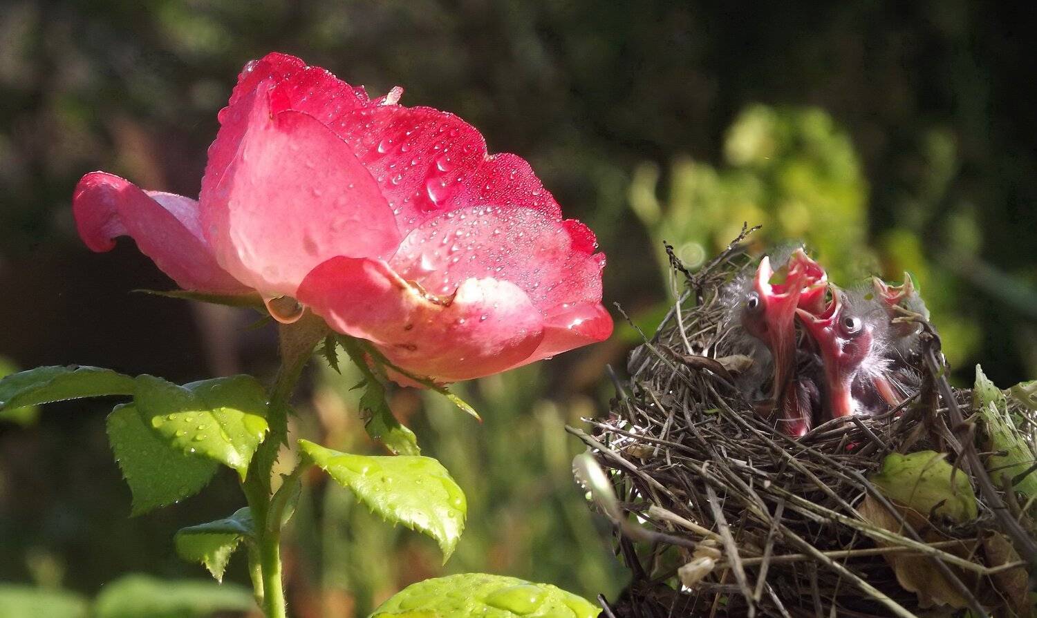 одесса, Сергей Кошелев