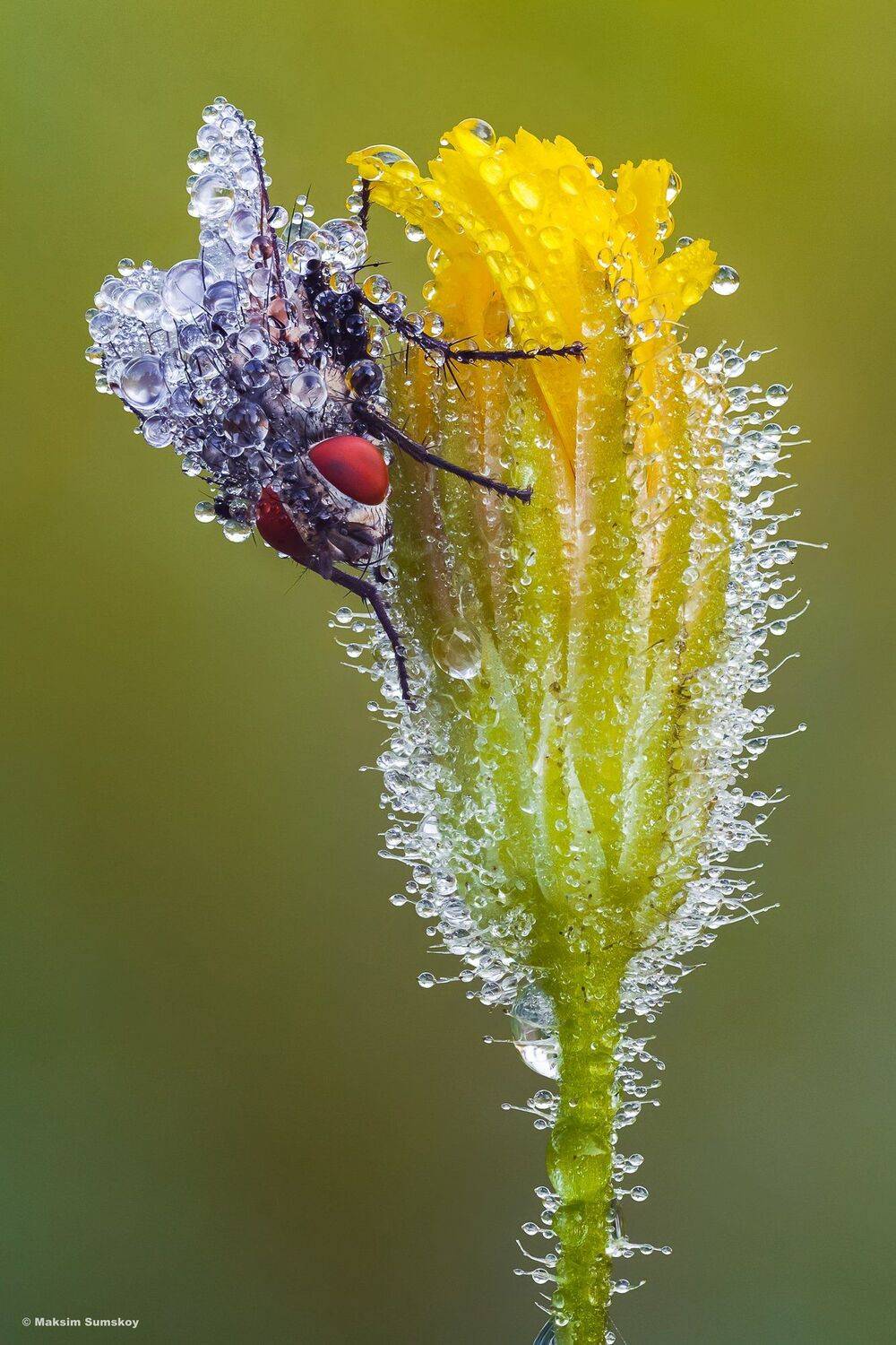 макро,стекинг,вега-11у,роса,рассвет, Максим Сумской
