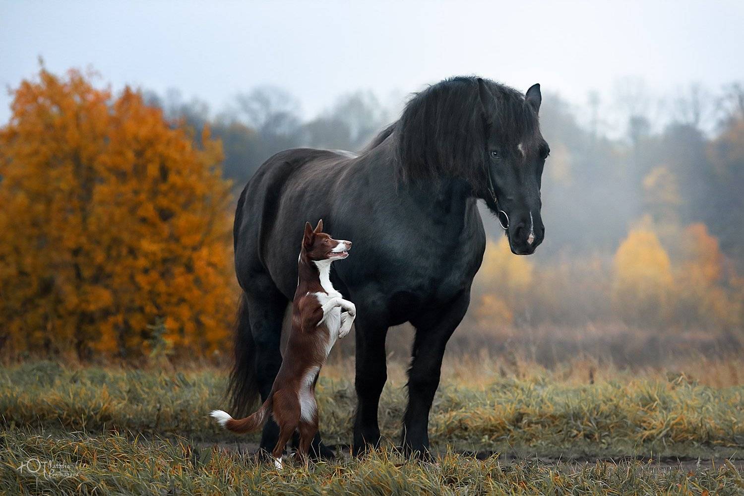 , Наталия Поникарова