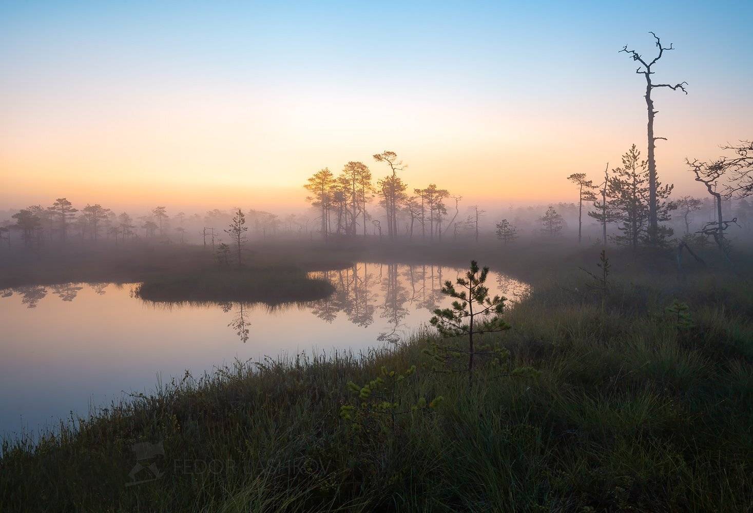 ленинградская область, рассвет, заря, лето, тепло, сосна, озеро, болото, покой, штиль, туман, отражение, деревья, берег, оранжевый,, Лашков Фёдор