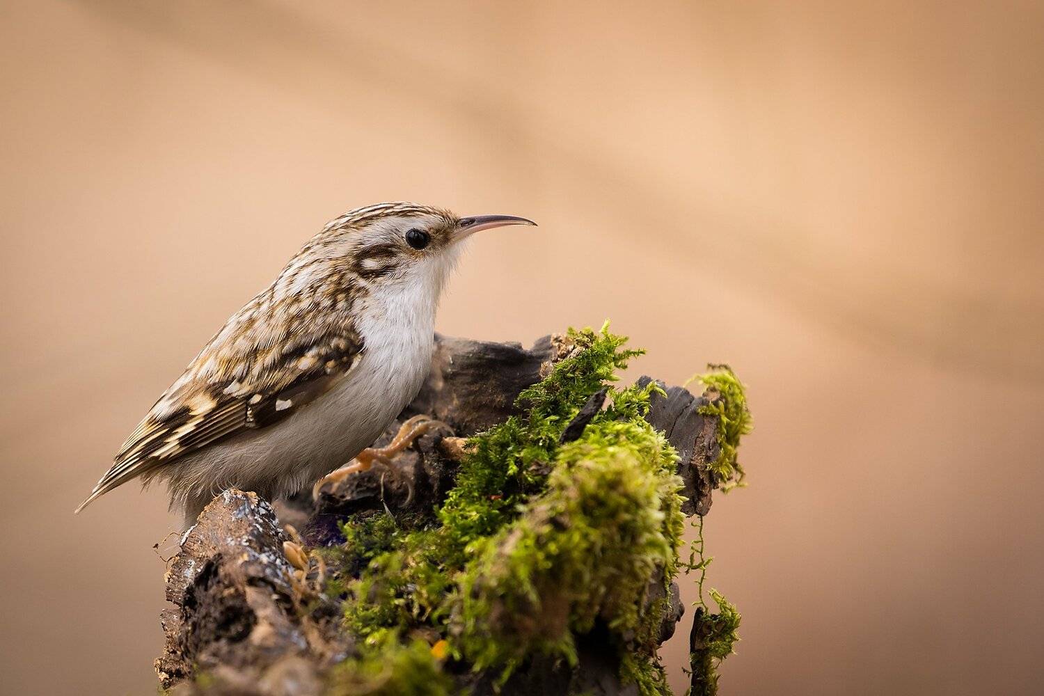 , Robert Adamec