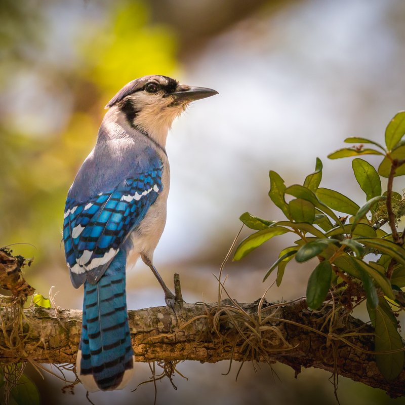 Blue Jay фото превью