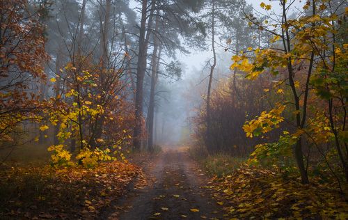 Осенний лес наполнился туманом