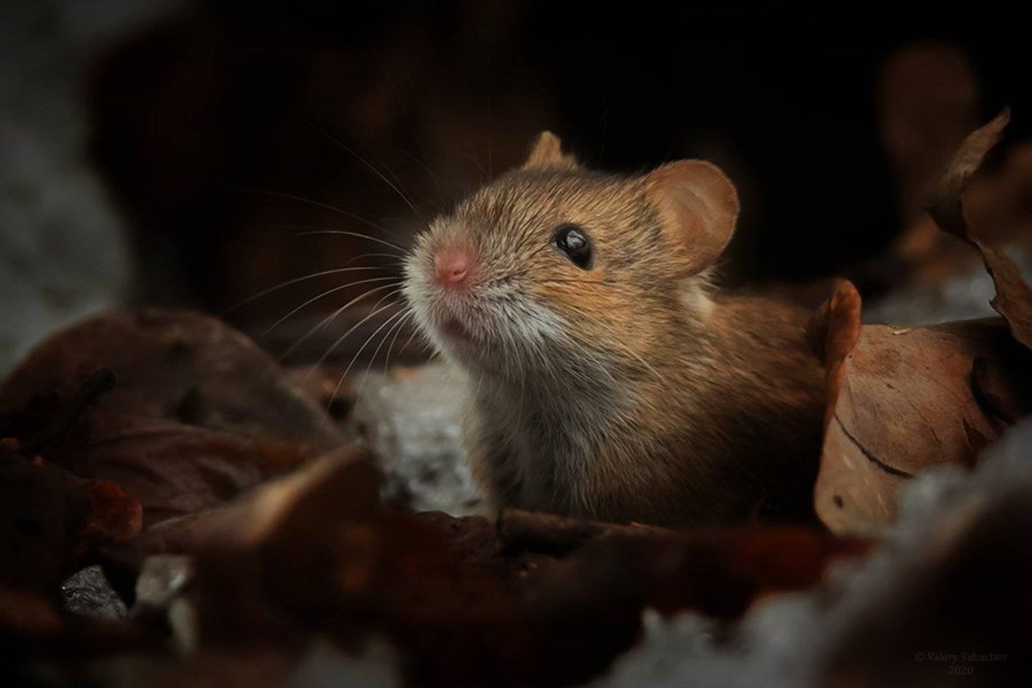 , Валерий Субачев