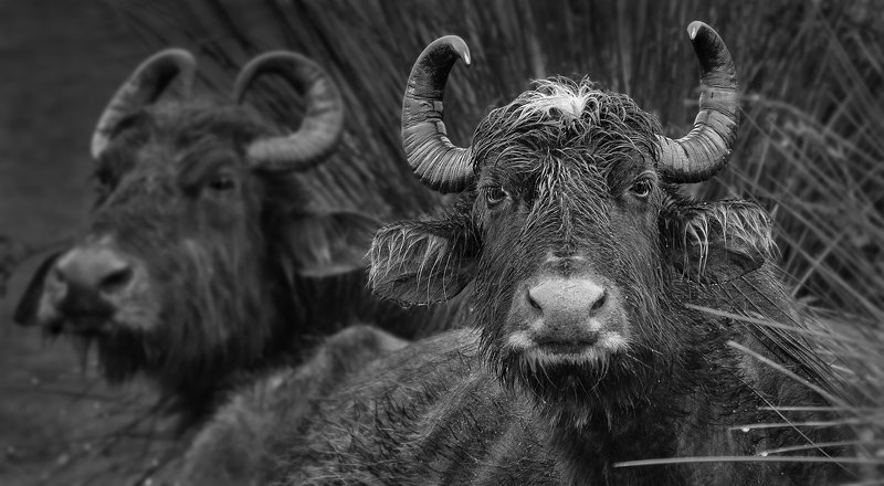 портрет буйвола фото превью
