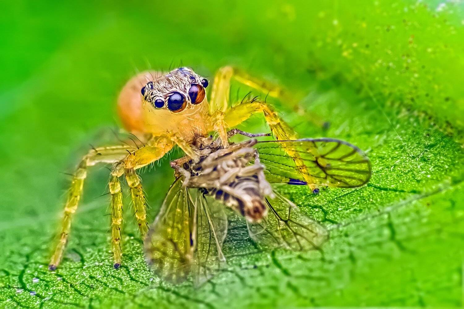 Spider, Jumping, eating, prey, yellow, green, eyes, beautiful, small, macro, close up, wildlife, animals,, NeCoTi ChonTin