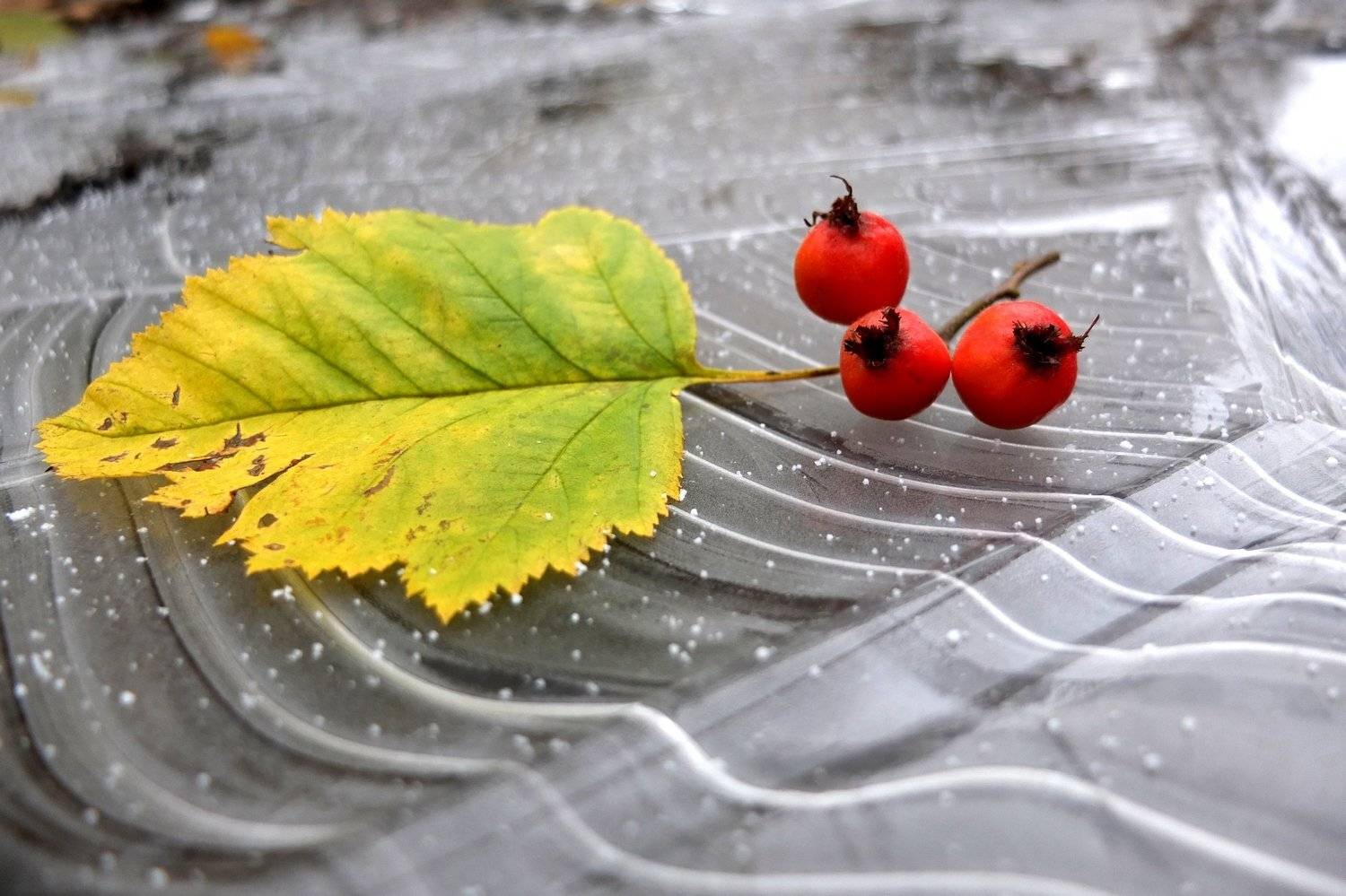 , Дарья Васильева