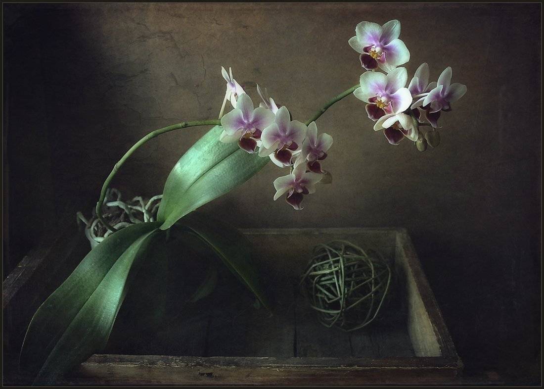 , Александр Хромеев