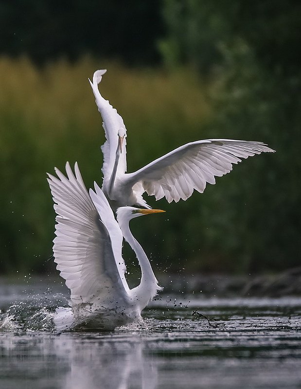 На плантациях любви фото превью