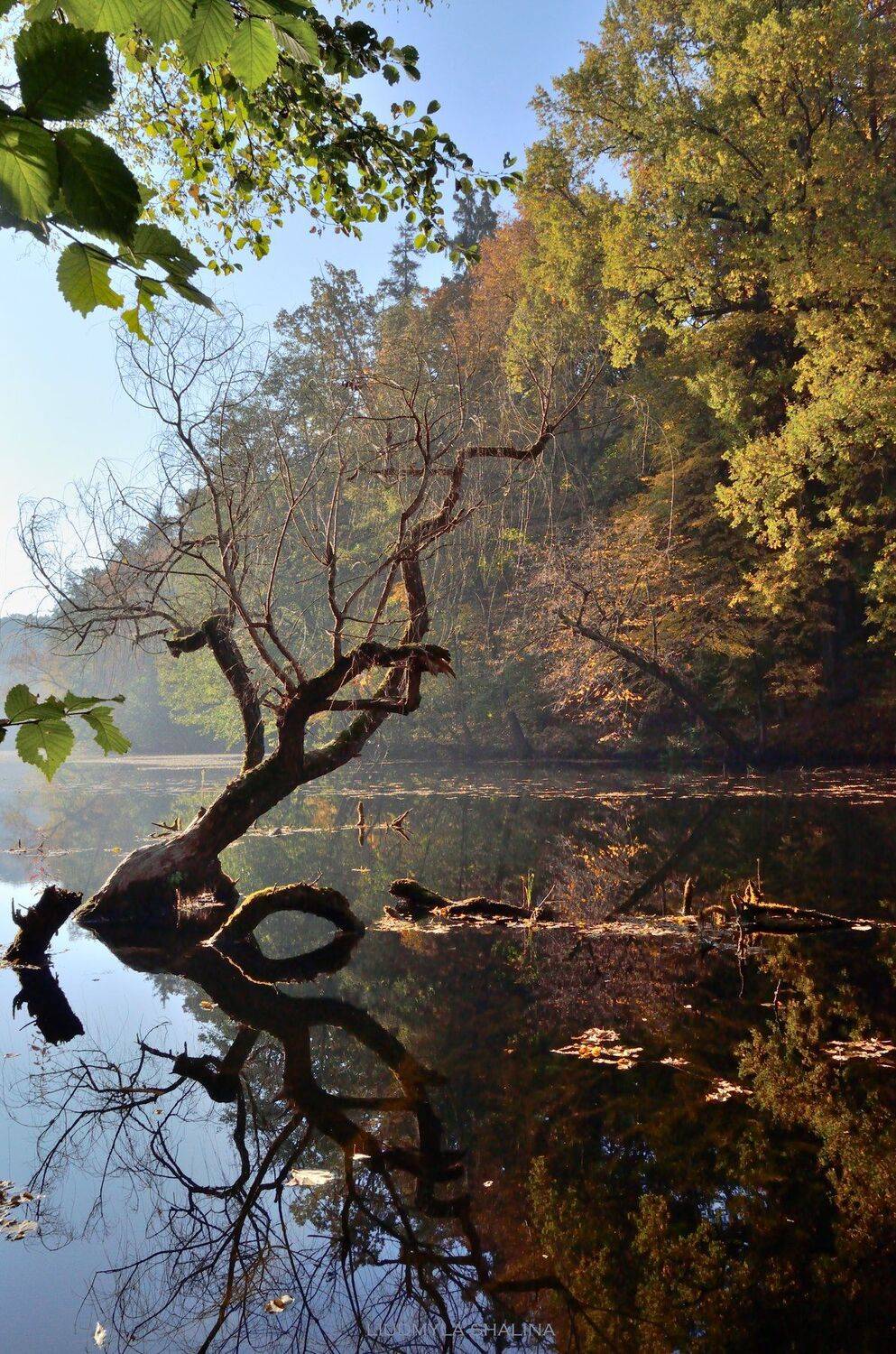 , Людмила Шалина