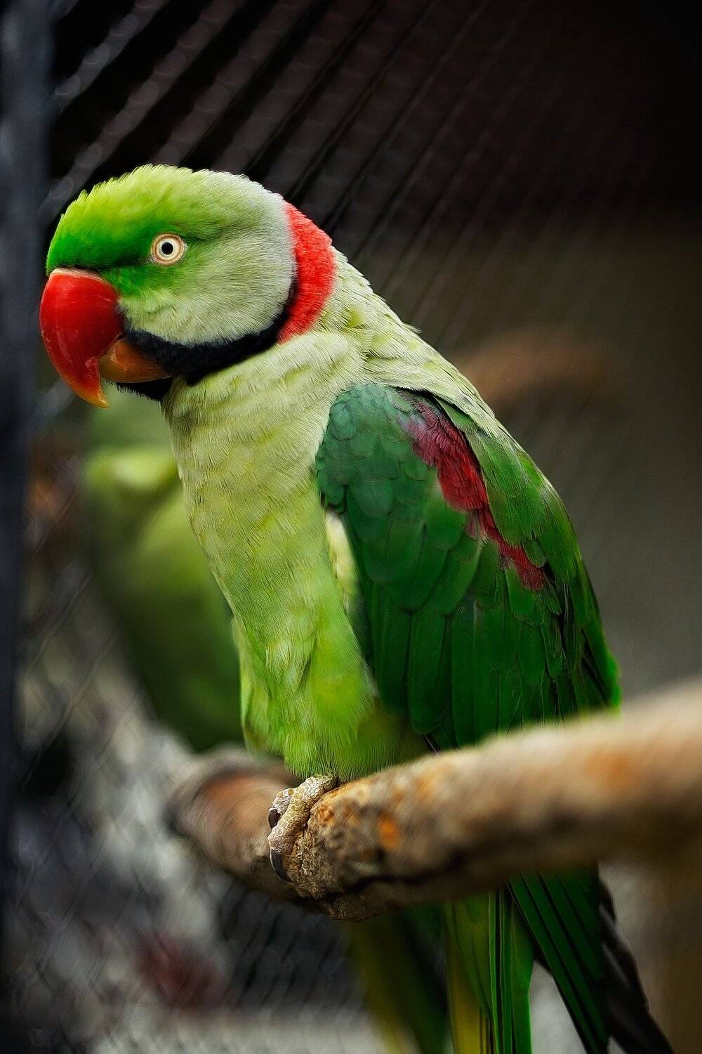 , Полина Хрол